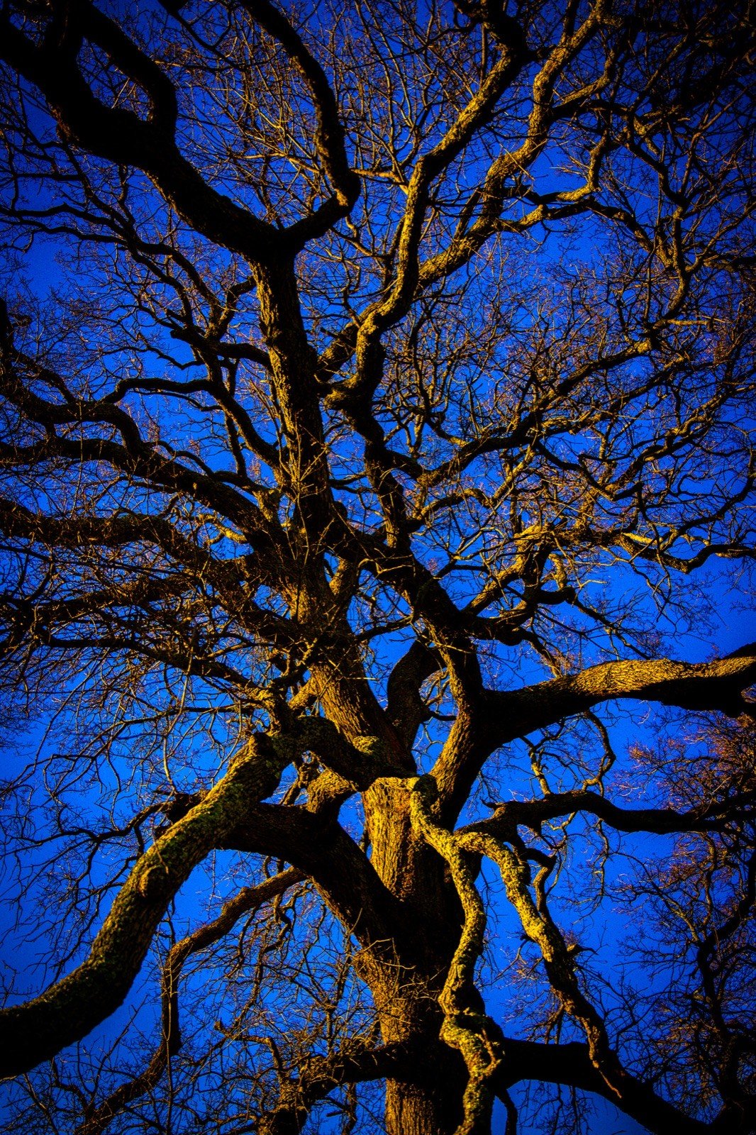Oak canopy against deep blue sky