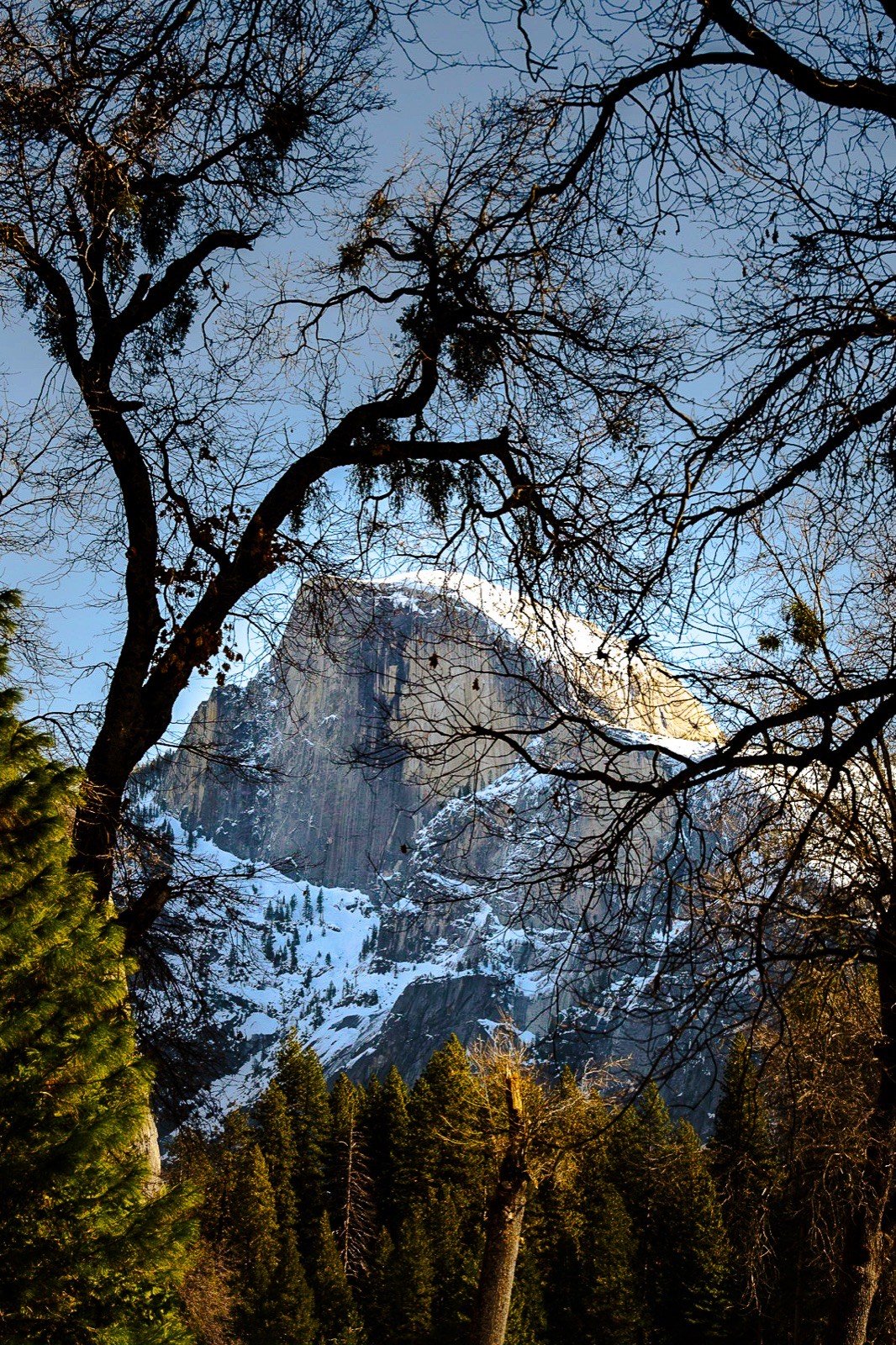 Half Dome framed by winter trees, Yosemite
